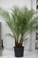Palm Roebelenii - Pheonix roebelenii
