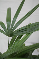 Palm Bamboo - Rhapis excelsa