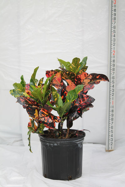 Croton Magnificent - Codiaeum variegatum