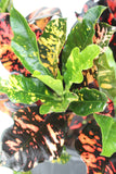 Croton Magnificent - Codiaeum variegatum