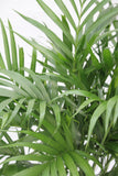 Palm Cat - Chamaedorea cataractarum