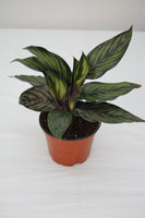 Calathea Beauty Star