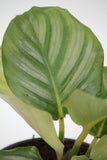 Calathea Orbifolia