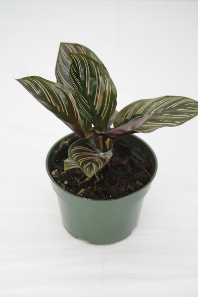Calathea Ornata