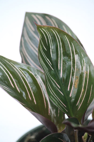 Calathea Ornata