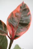 Fig Rubber Plant Ruby - Ficus elastica