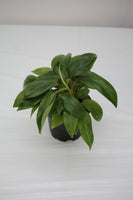 philodendron eva Philodendron Eva – Family Flowers Inc