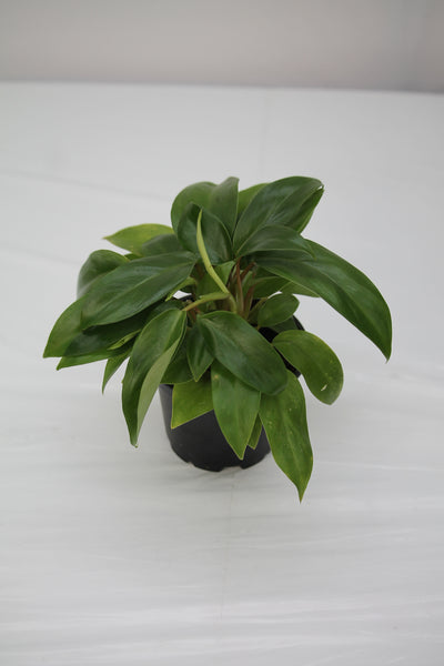 philodendron eva care Philodendron Eva – Family Flowers Inc