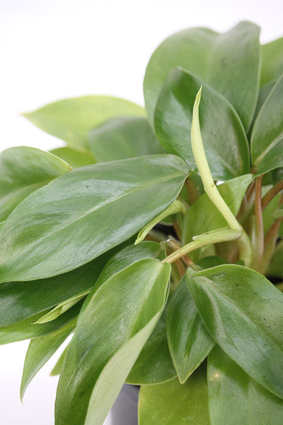 eva philodendron Philodendron Eva – Family Flowers Inc
