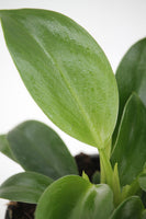 philodendron mia Philodendron Mia – Family Flowers Inc