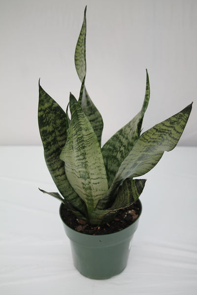 frozen snake plant Snake Plant Frozen- Sansevieria – Family Flowers Inc