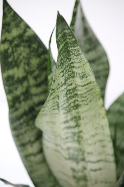 frozen sansevieria Snake Plant Frozen- Sansevieria – Family Flowers Inc