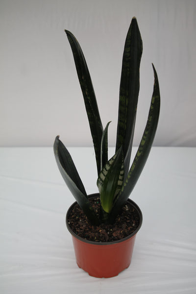 sansevieria black princess Snake Plant Mermaid