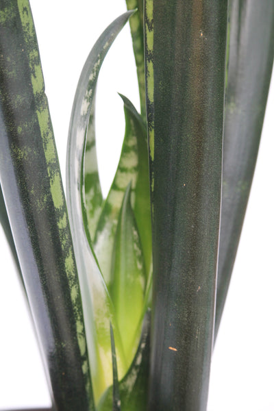 green mermaid sansevieria Snake Plant Mermaid