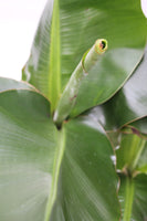 Banana Plant - Musa acuminata