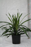 Dracaena Striped Rikki - Deremensis