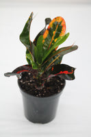 Croton Mammy - Codiaeum variegatum