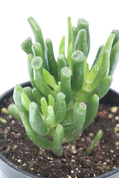 large ogre ear succulent Ogre Ears