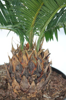 Palm King Sago - Cycas revoluta