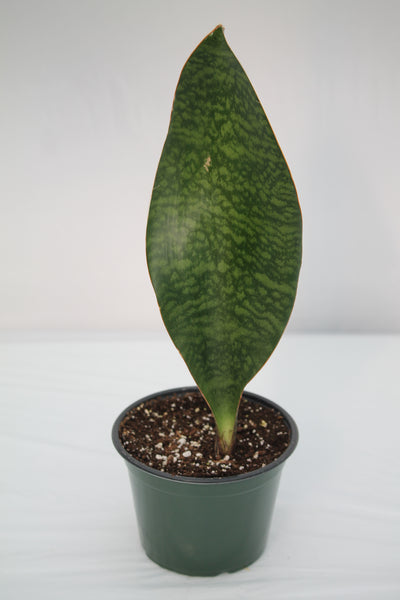 snake plant whale tail Snake Plant Whale Fin