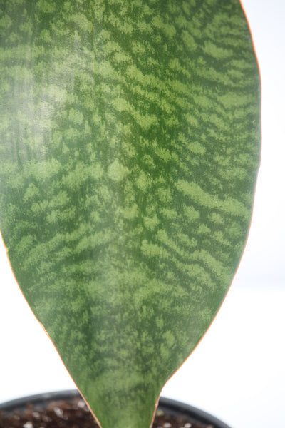 koi fin sansevieria Snake Plant Whale Fin