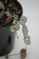 String of Hearts - Ceropegia woodii