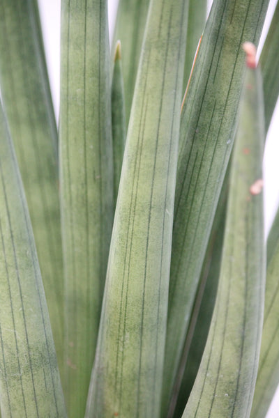 sansevieria fasciata Snake Plant Bob Smoley