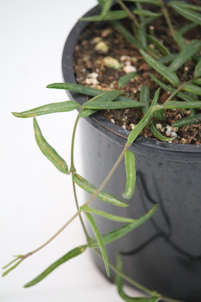 string of needles succulent String of Needles
