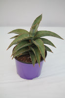 sansevieria blue kew Snake Plant Blue Kew