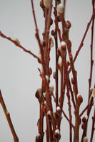 Pussy Willow Branch Bunch
