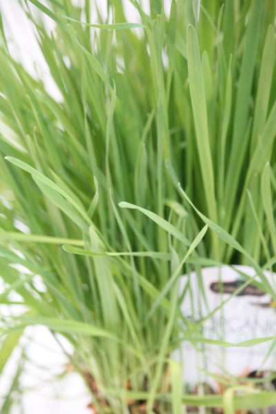 Herb Organic Catgrass / Petgrass