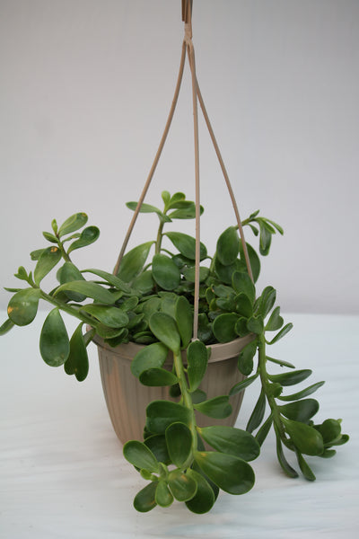 hanging jade plant types Jade Plant