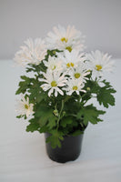 Pot Mums - Chrysanthemum