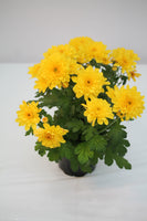 Pot Mums - Chrysanthemum