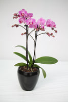 Orchid - Phalaenopsis
