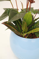 Round Anthurium Planter