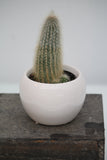 Cactus Ceramic Planter