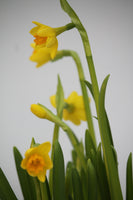 Spring Bulbs - Daffodils
