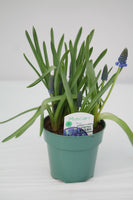 Spring Bulbs - Muscari Grape Hyacinths