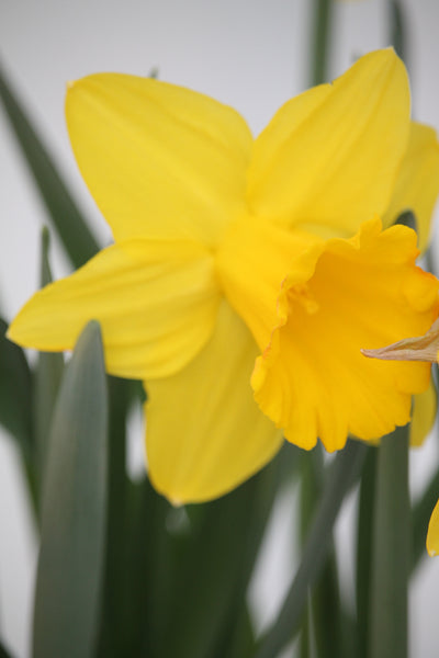 Spring Bulbs - Daffodils