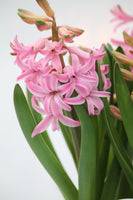 Spring Bulbs - Hyacinths