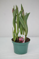 Spring Bulbs - Tulips