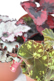 Rex Begonia Magic Colours - Begonia rex assorted