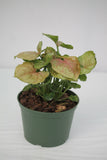Arrowhead Plant Strawberry Cream - Nephthytis