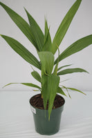 Orchid Ground - Spathoglottis