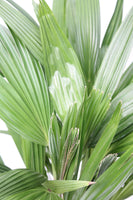 Palm Chinese Fan - Livistona chinensis