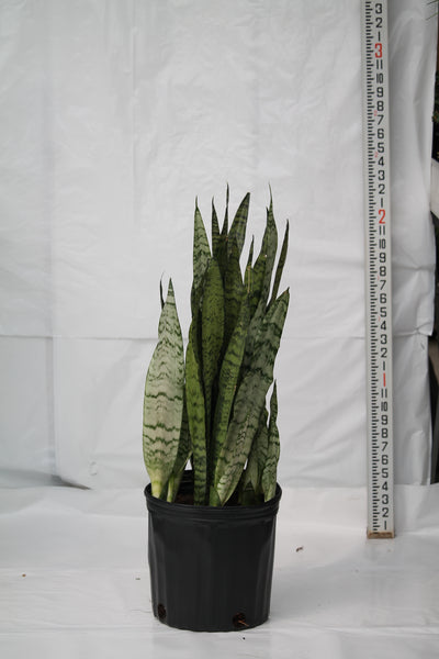 sansevieria wintergreen Snake Plant Wintergreen