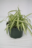 Spider Plant Bonnie - Chlorophytum Comosum