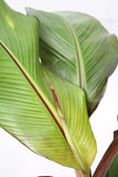 Banana Plant Red - Musa