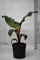 Banana Plant Red - Musa